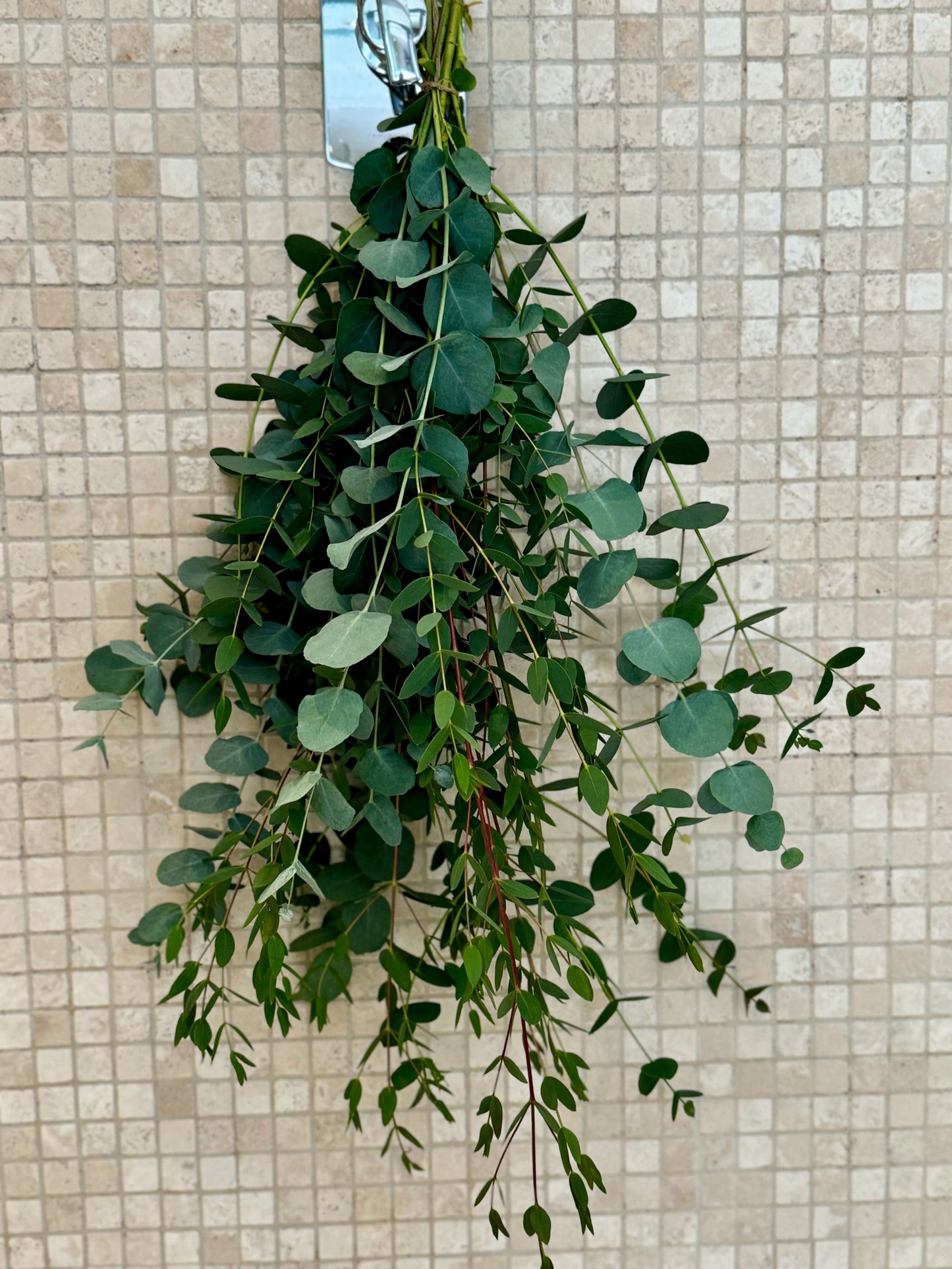 200g Shower bunch of mixed Eucalyptus