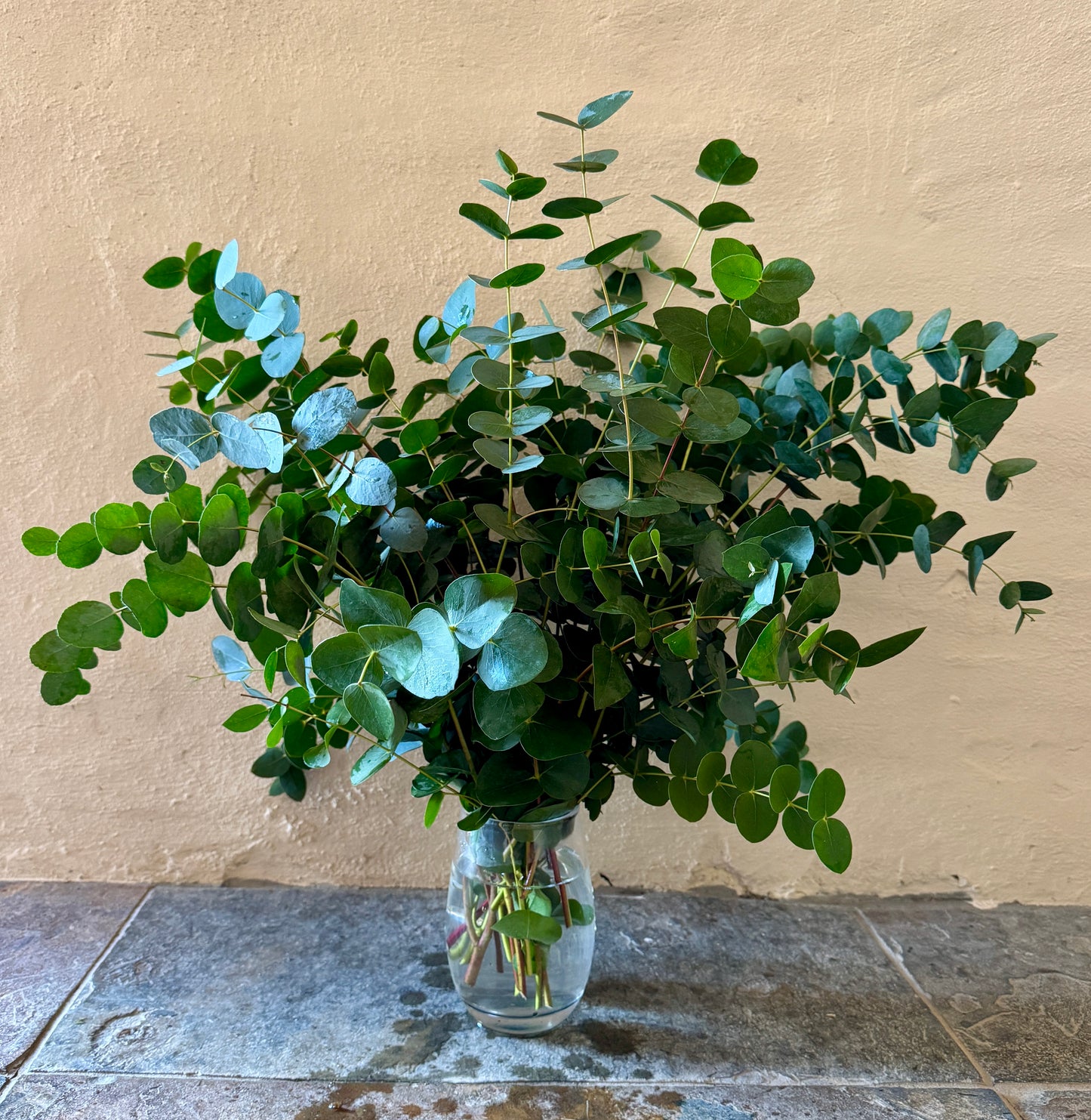300g bunch of Eucalyptus Gunnii
