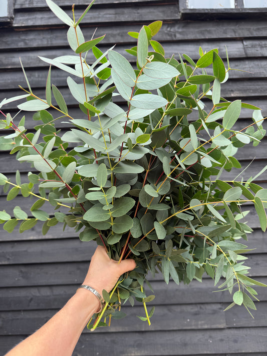 Eucalyptus wreath box