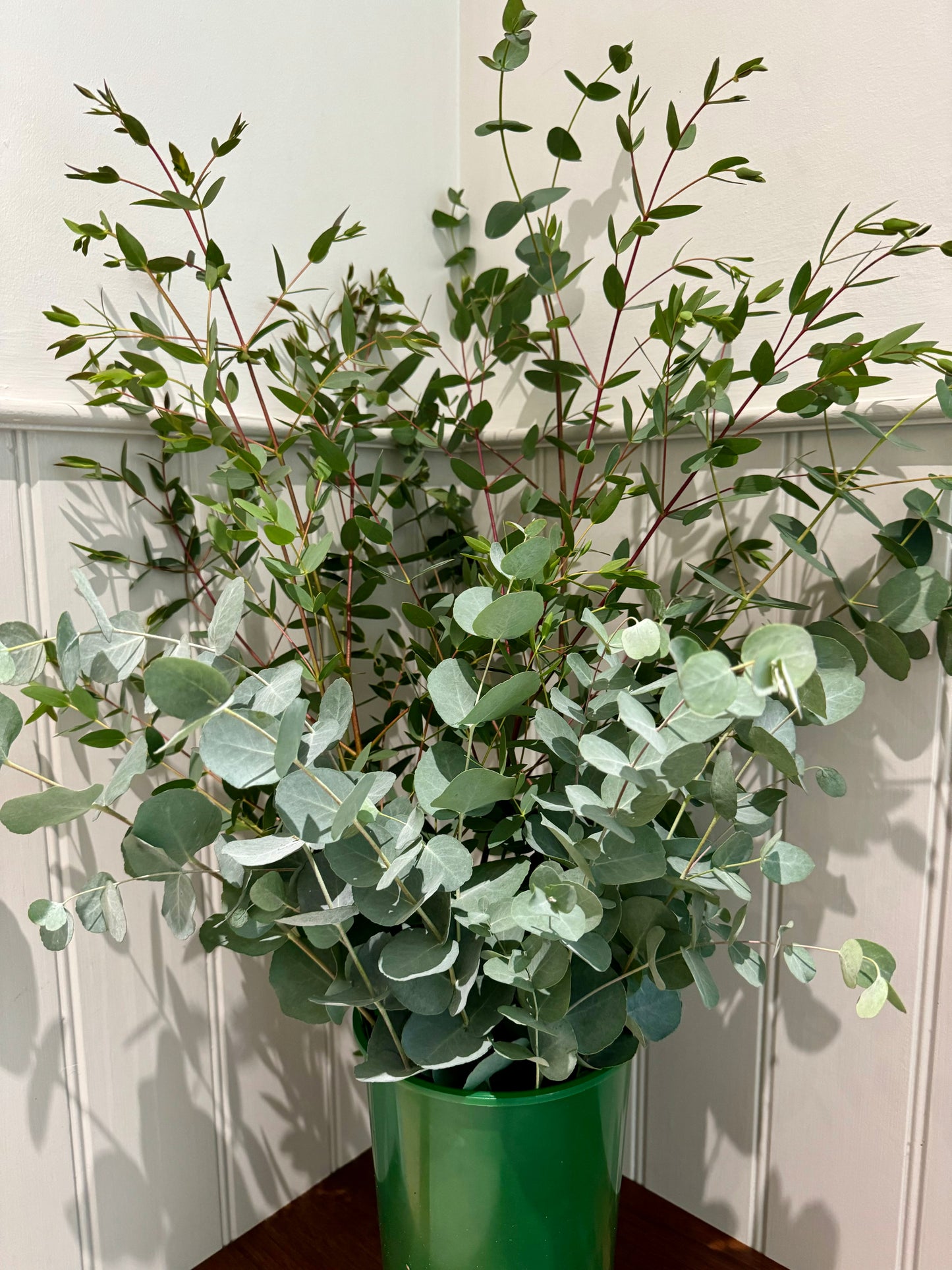 300g bunch of Mixed Eucalyptus