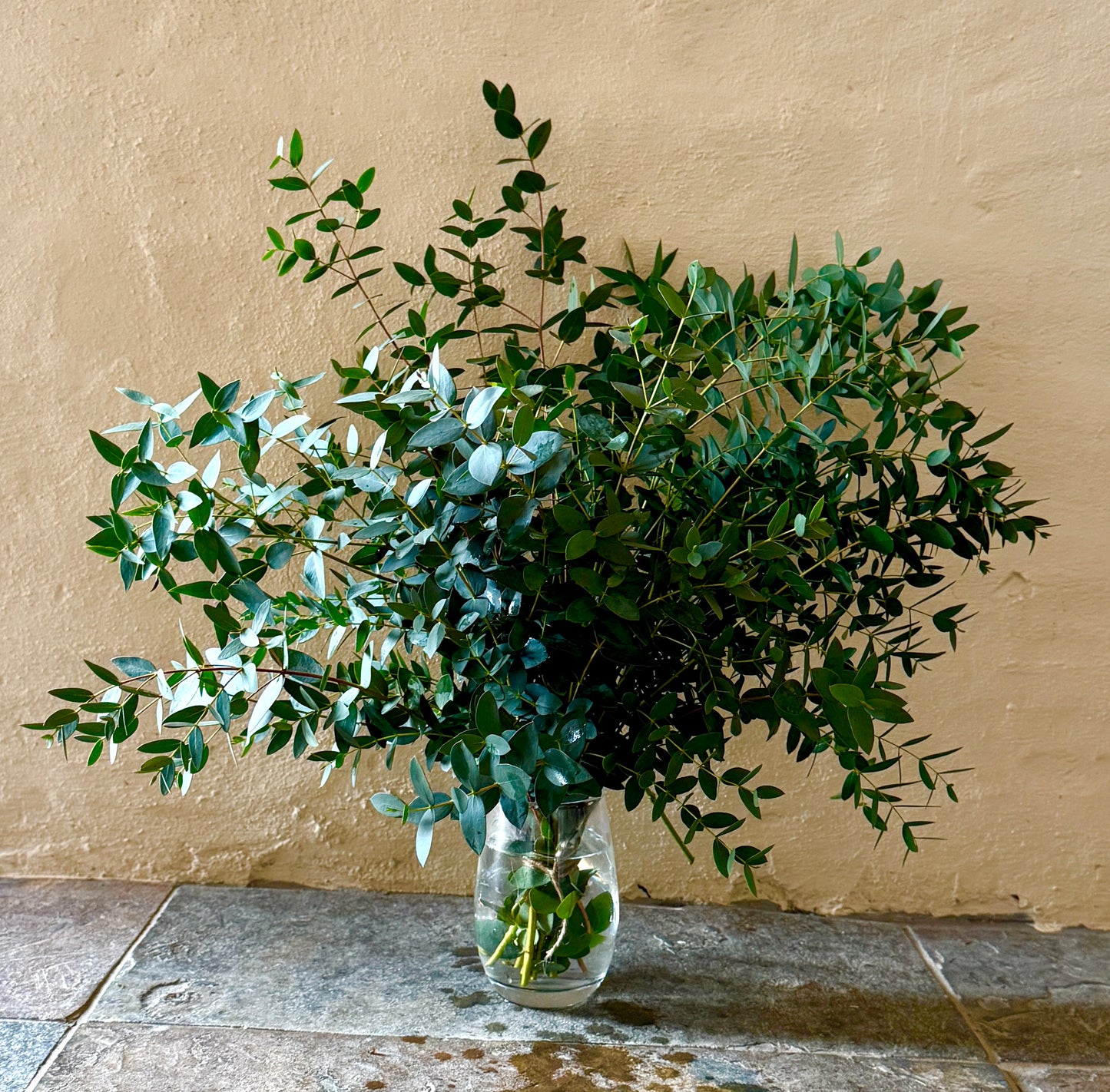 300g bunch of Eucalyptus Parvula