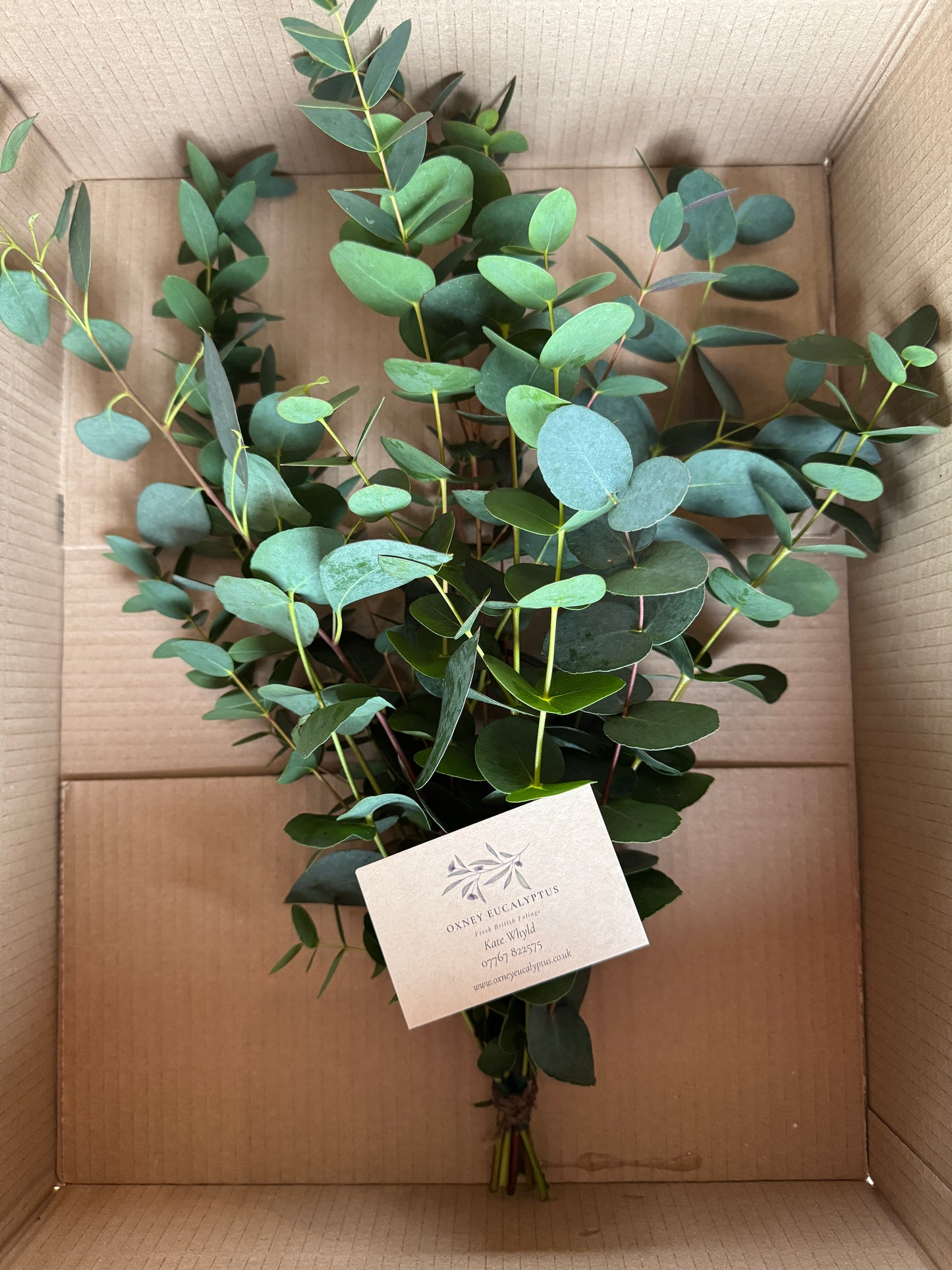 Small Mixed Eucalyptus Bunch