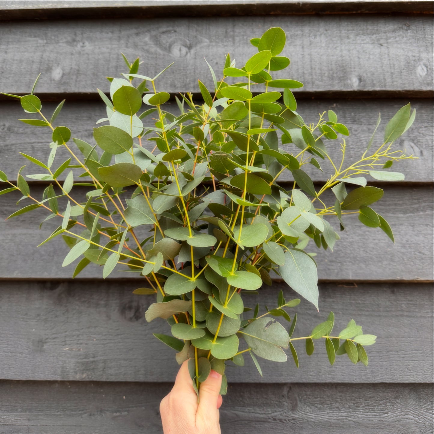 Small Mixed Eucalyptus Bunch